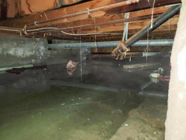 Best Local water damage restoration  in Pratt, KS